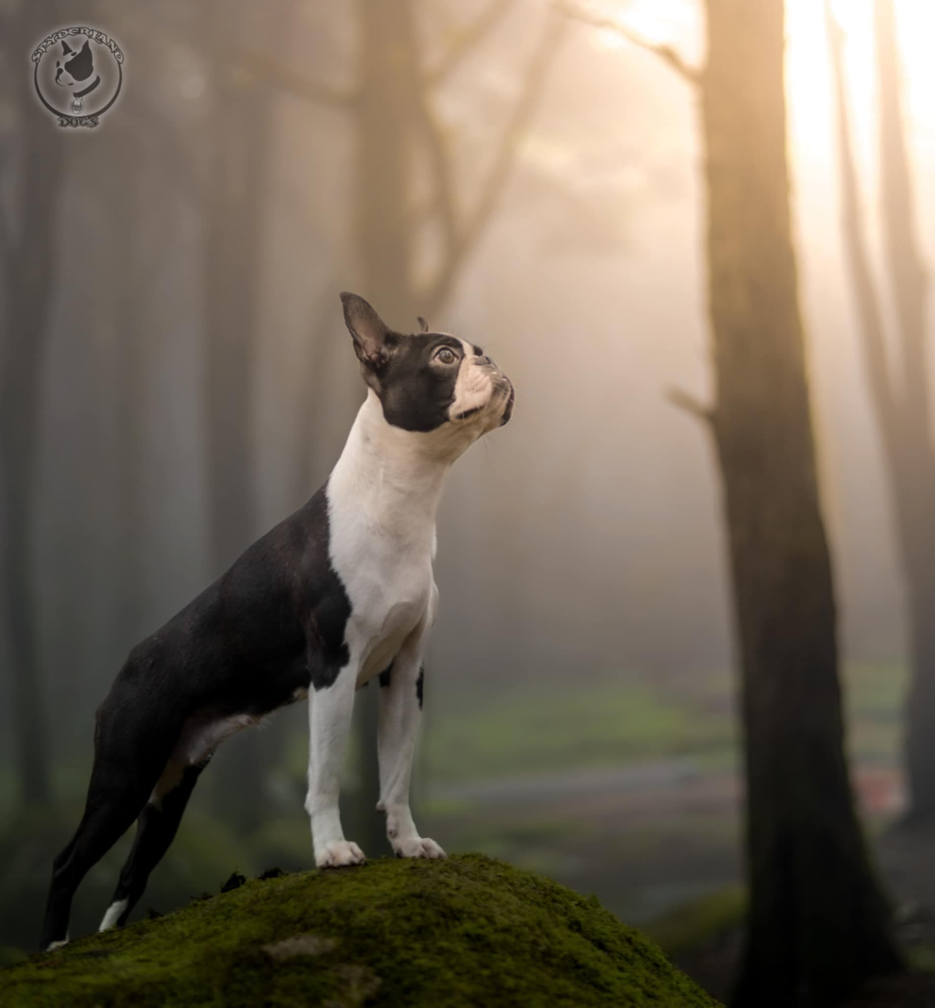 Spyderland Dogs galeria