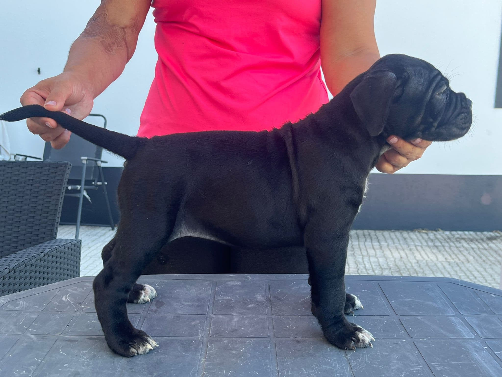Fotografia de Fêmea Preta 1