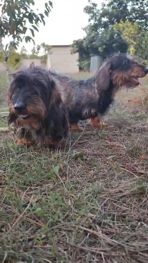 Progenitor Estrella da Quinta do Galêgo