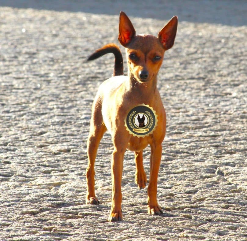Fotografia de Pinscher Casal Maia