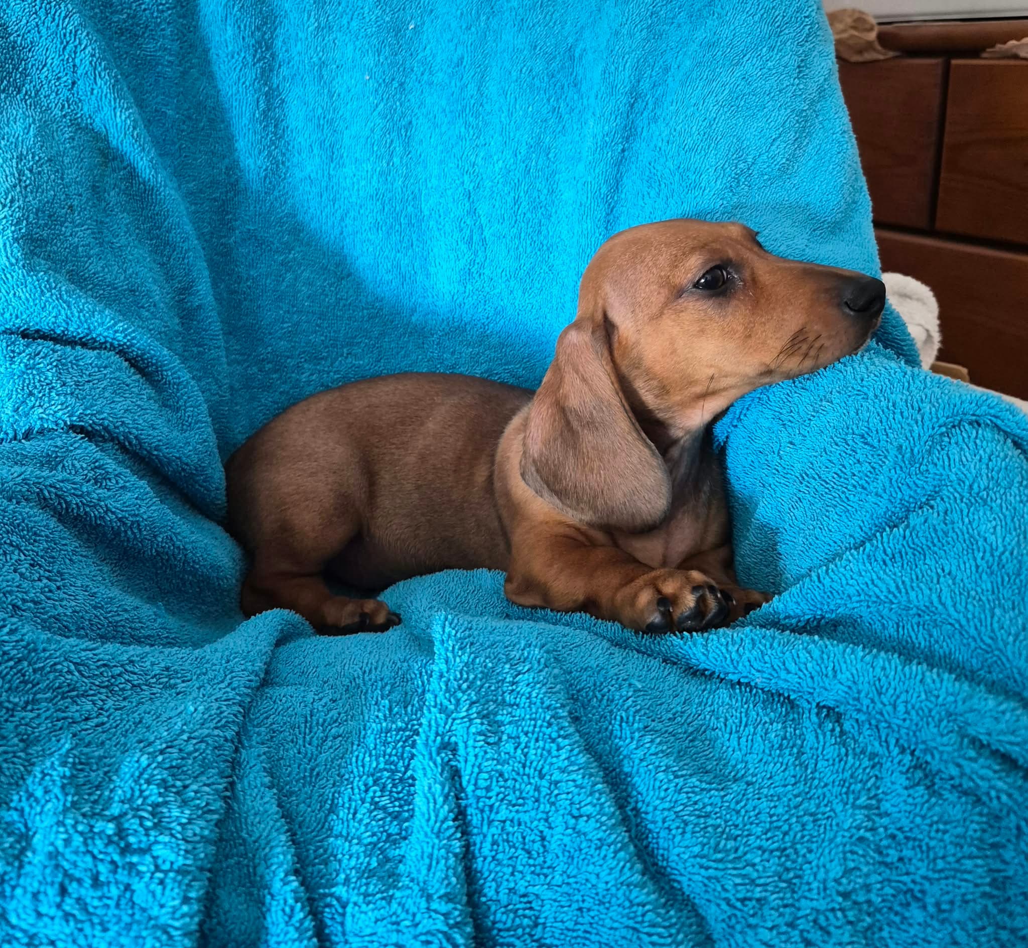 Fotografia de Macho
