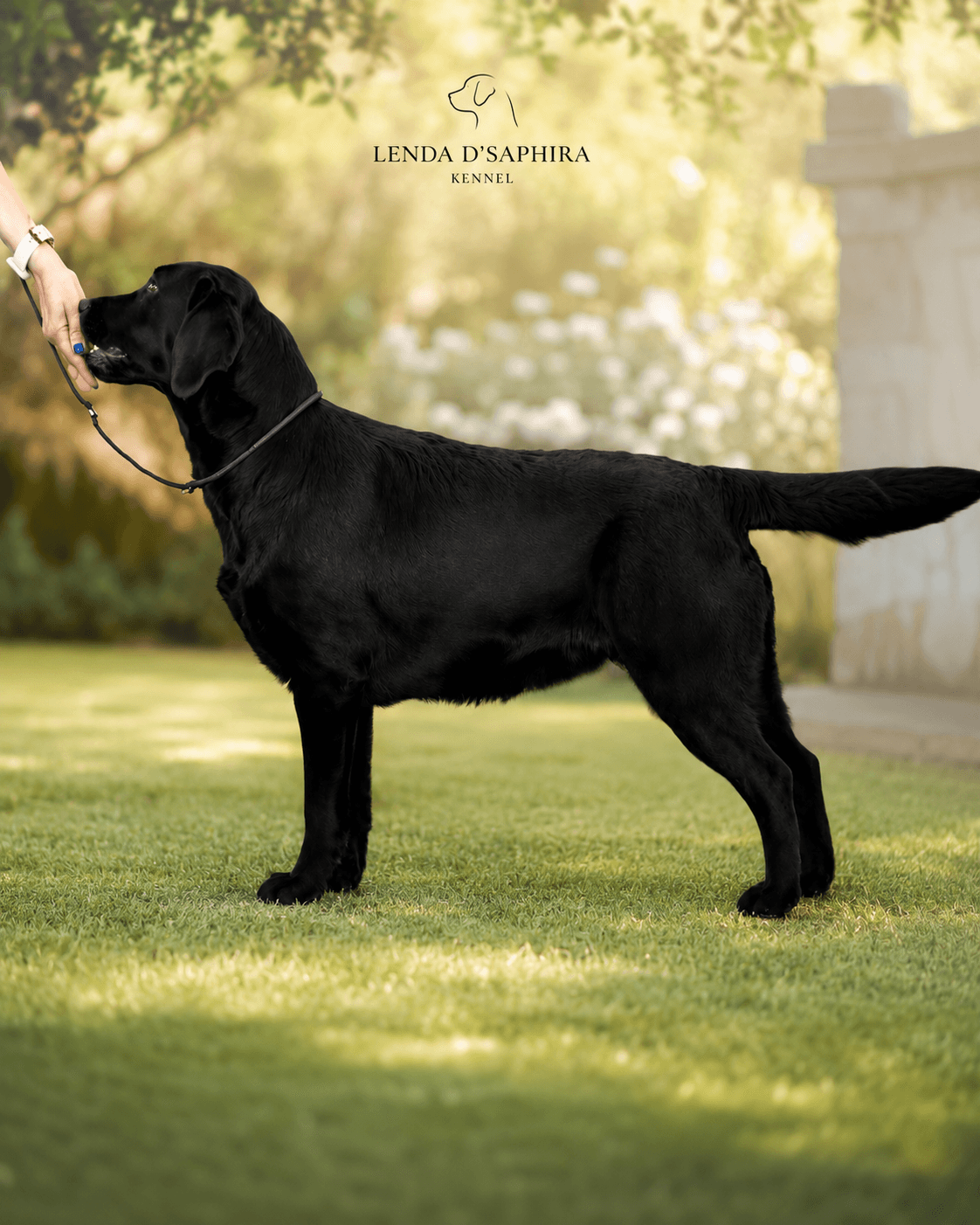 LENDA D’SAPHIRA KENNEL galeria