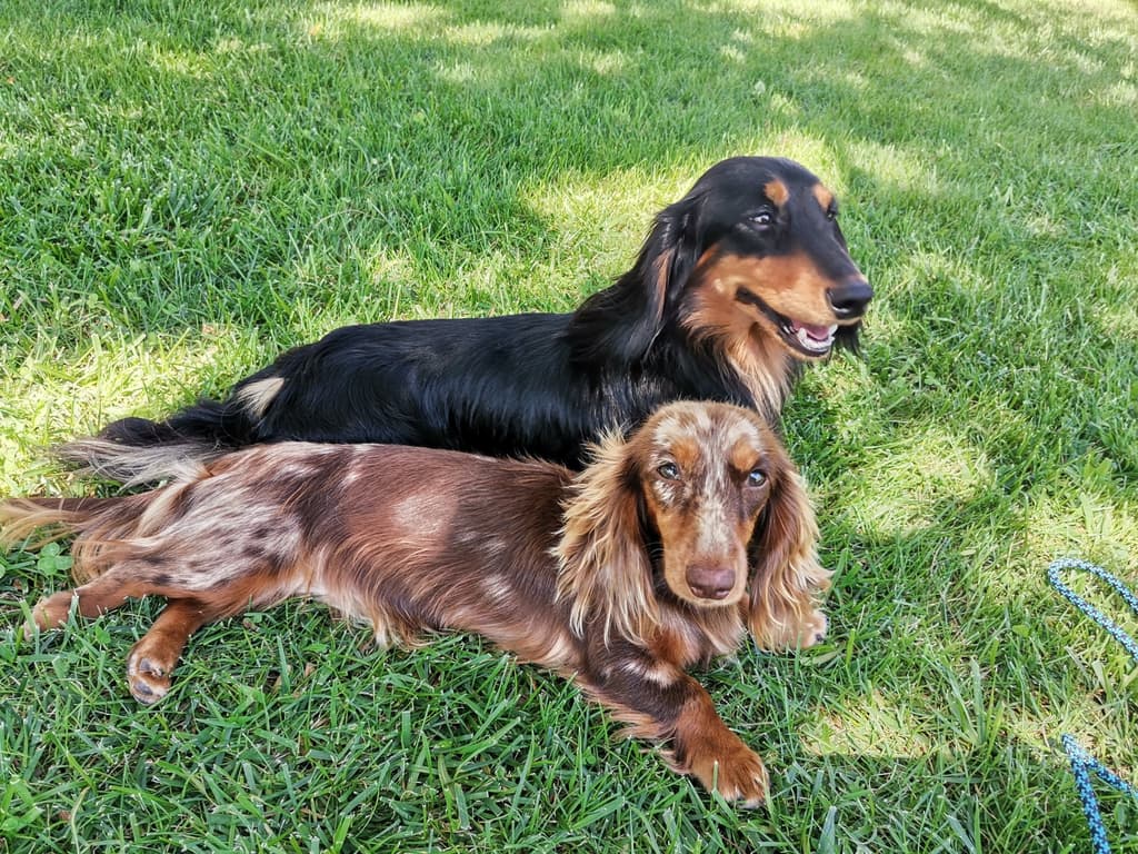 Teckel do Oeste galeria