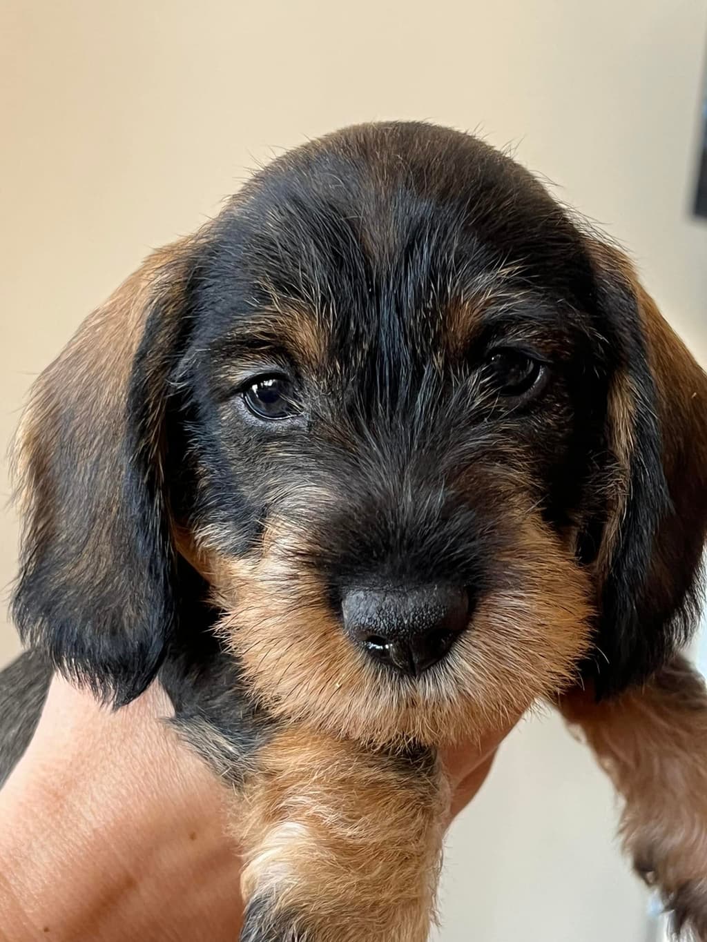 Image for Los Kreismann