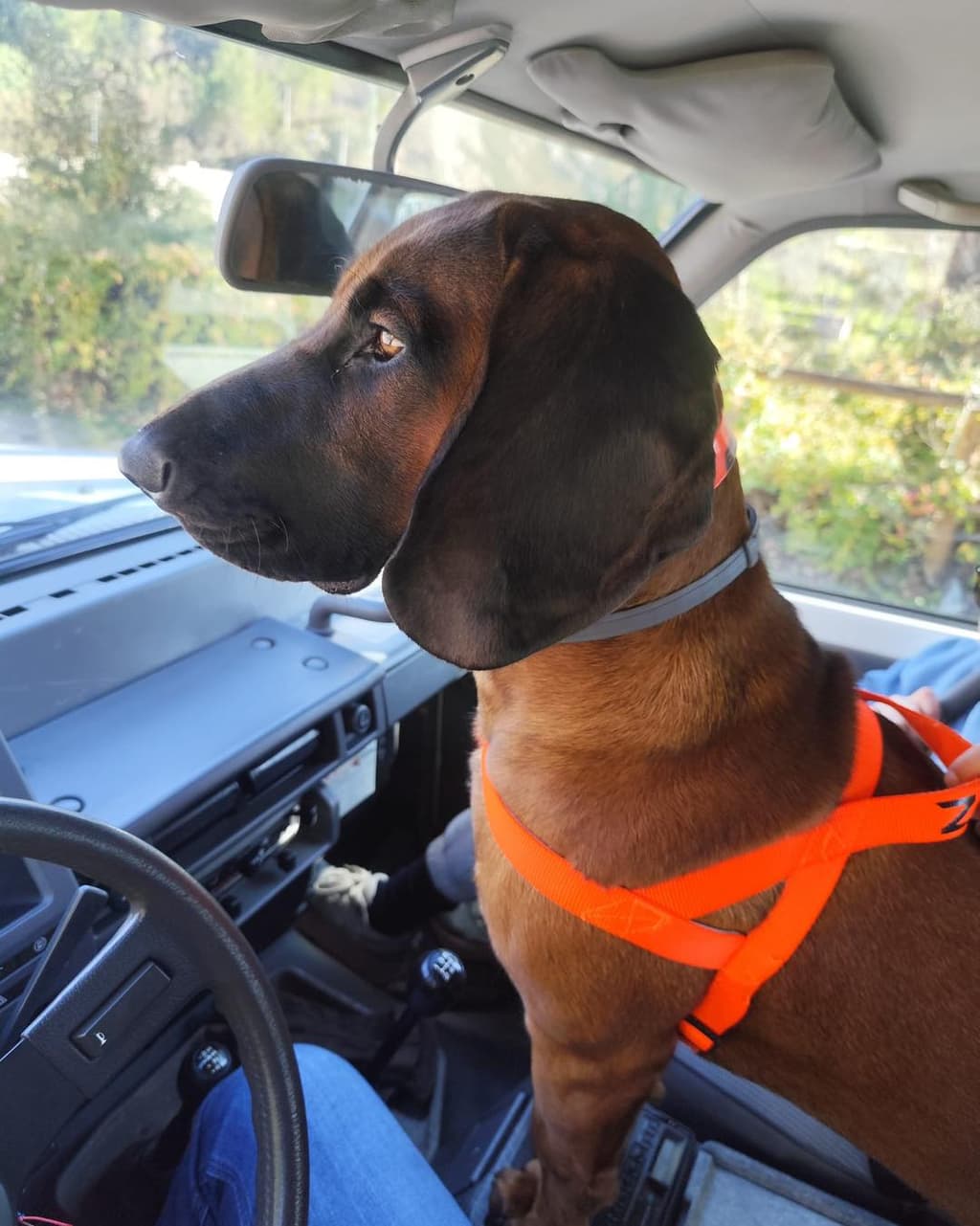 Los Kreismann galeria