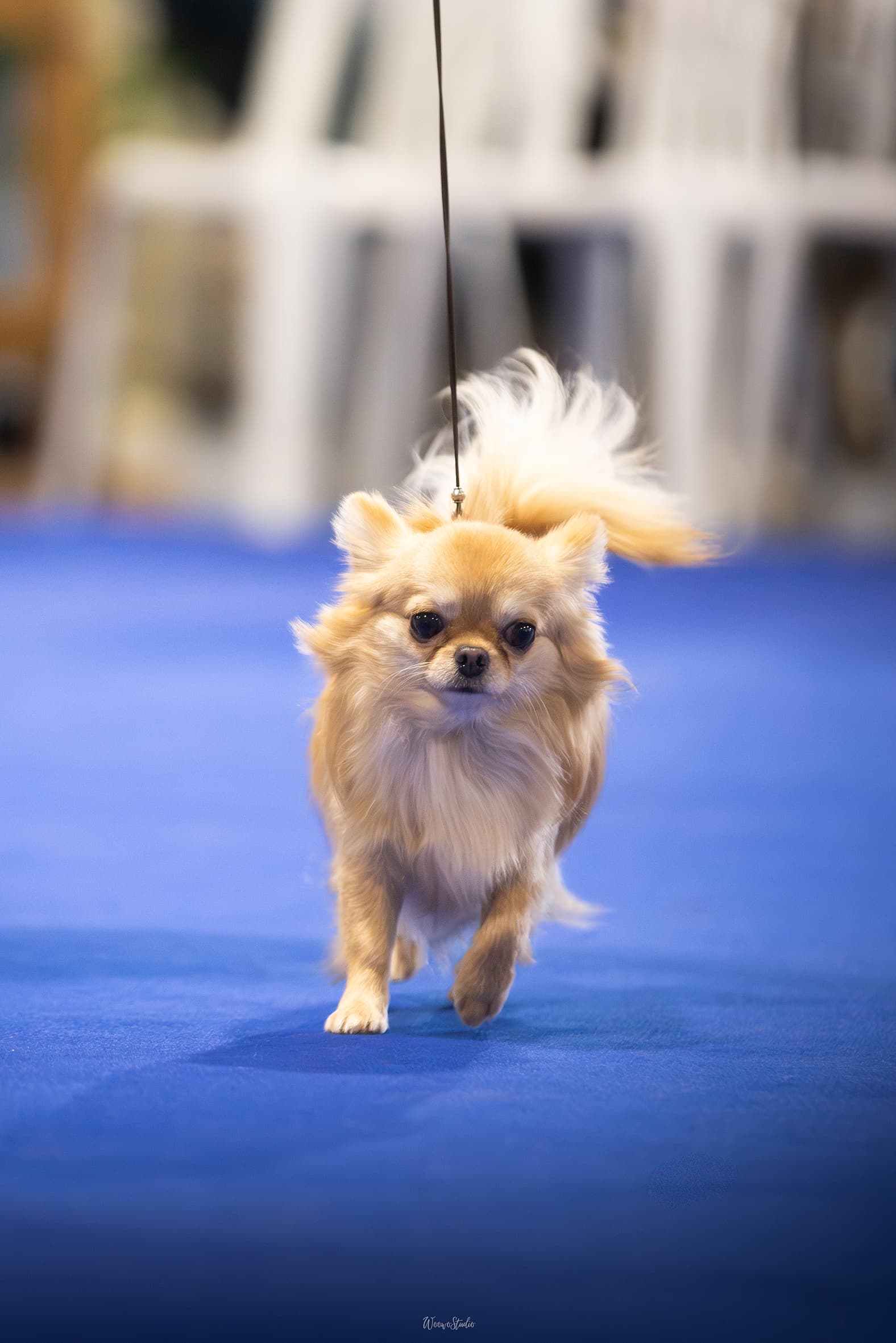 Fotografia de Heart & Spirit Kennel