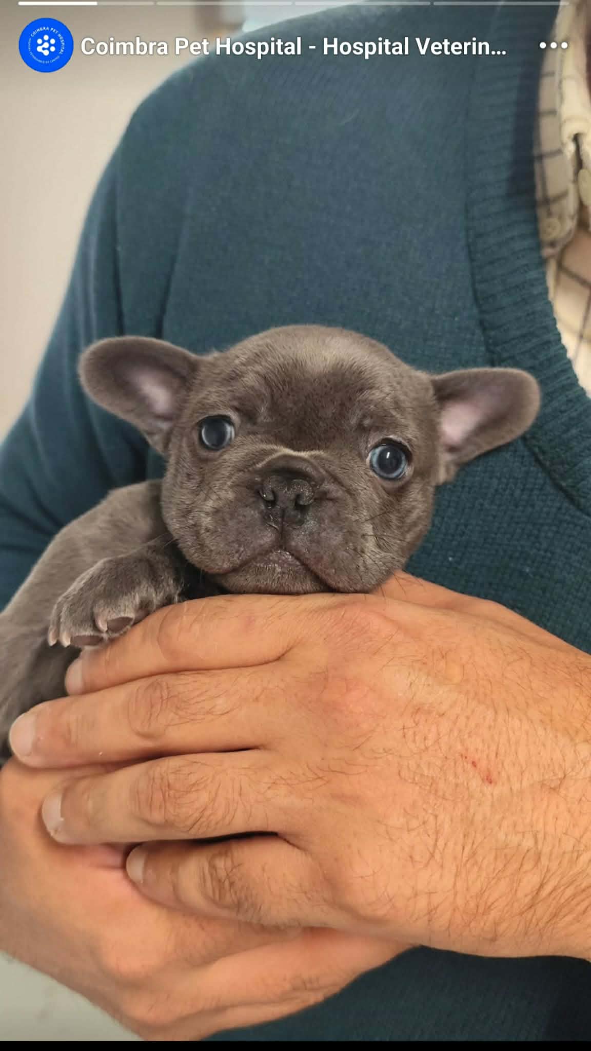 Cachorro Fêmea 3