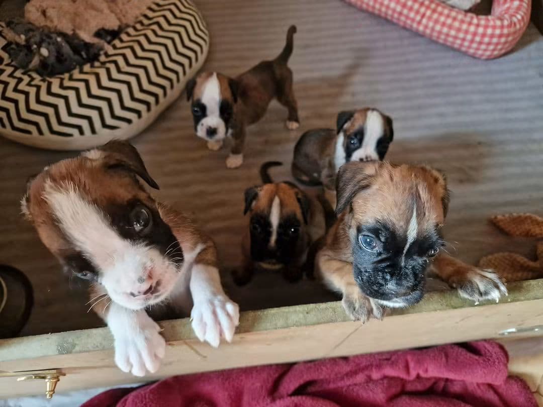 Fotografia de Iron Kingdom Kennel