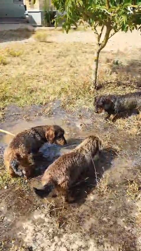 Quinta do Galêgo galeria