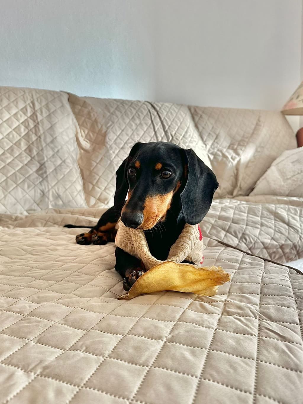 Teckel Monte Das Aves  galeria