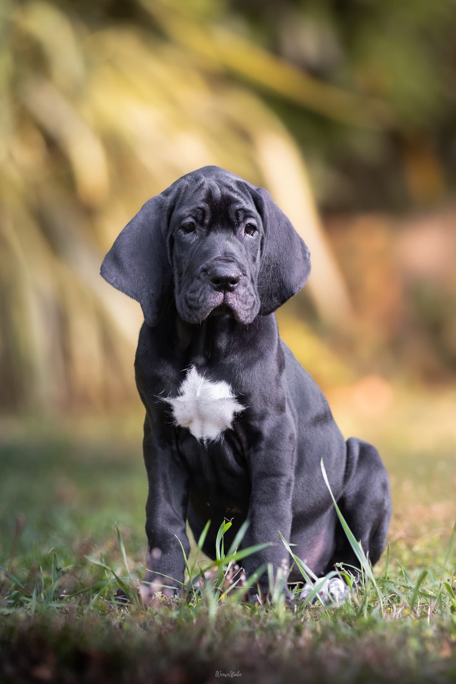 Cachorro Coleira Cinza