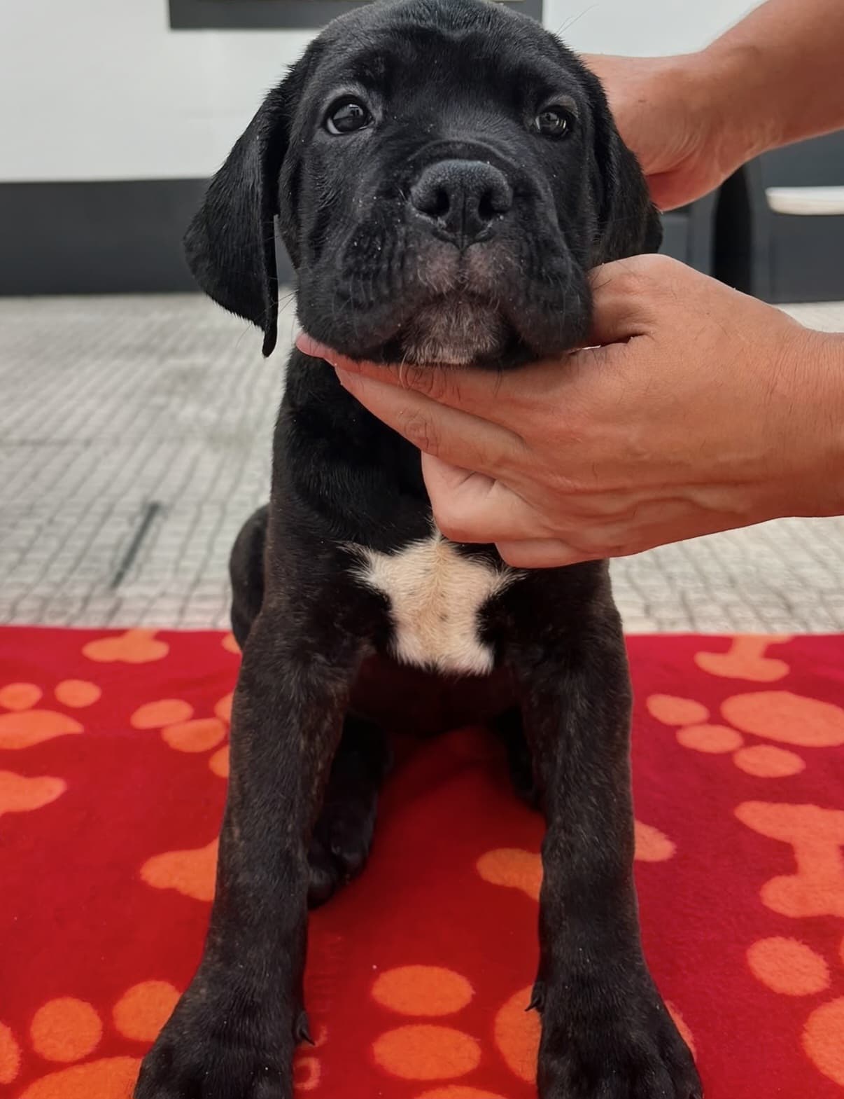 Fotografia de Tigrada 2