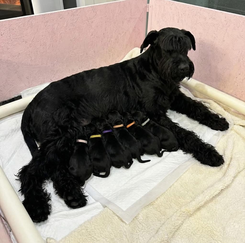 House Black&White galeria