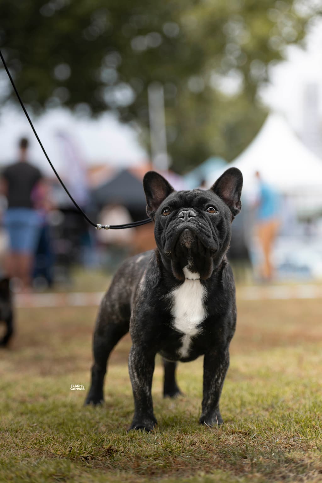 Progenitor Manhattan Beach dos Reis da Fonte 