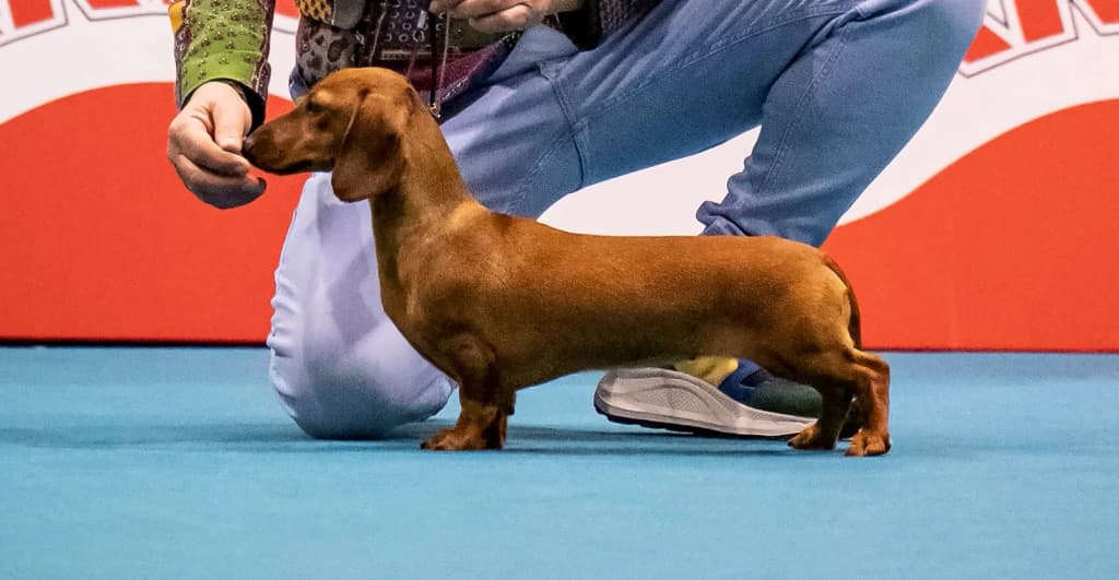 Progenitor Olympic Sun Beatrissa