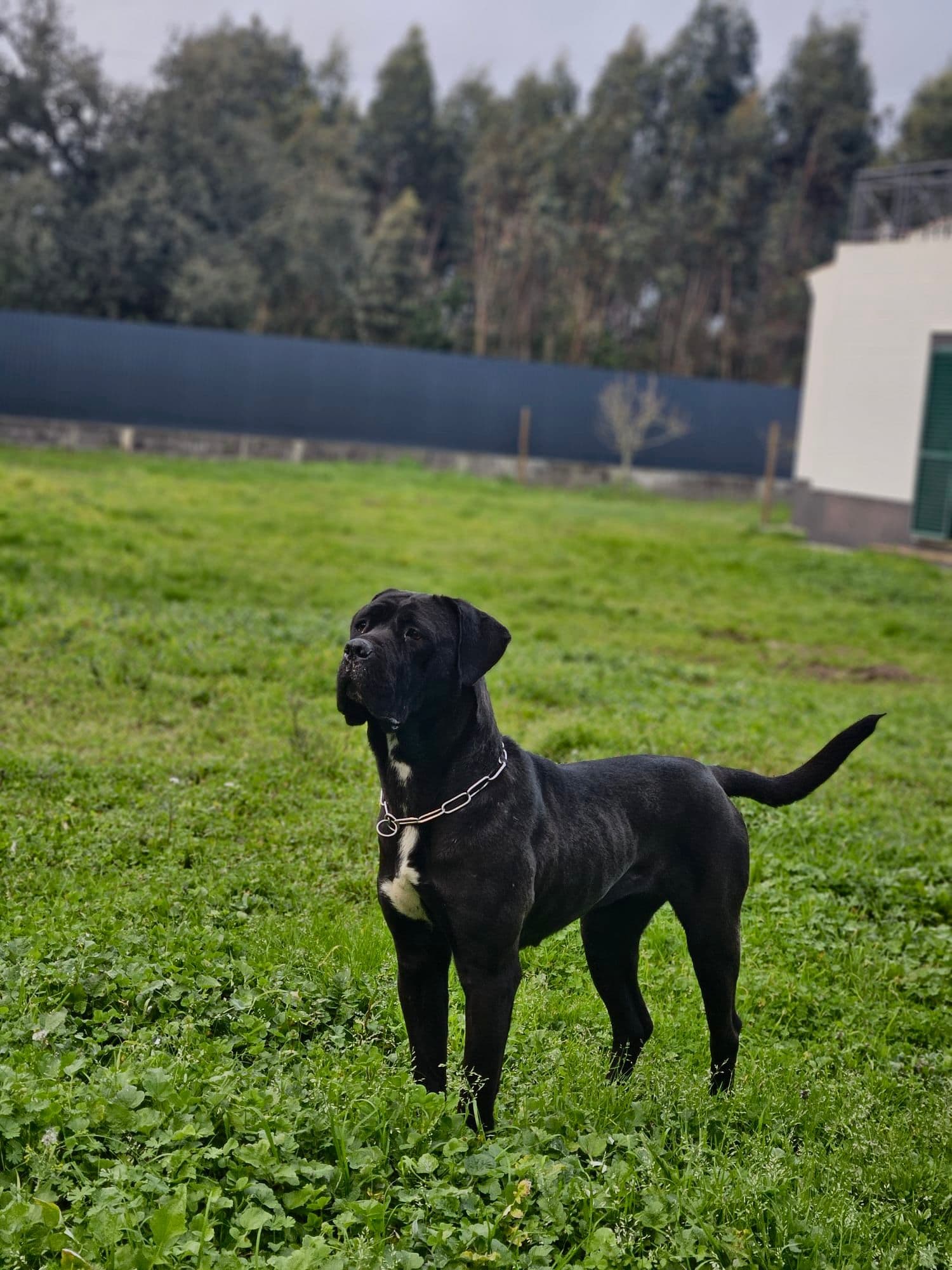 Stella Bellator Kennel galeria