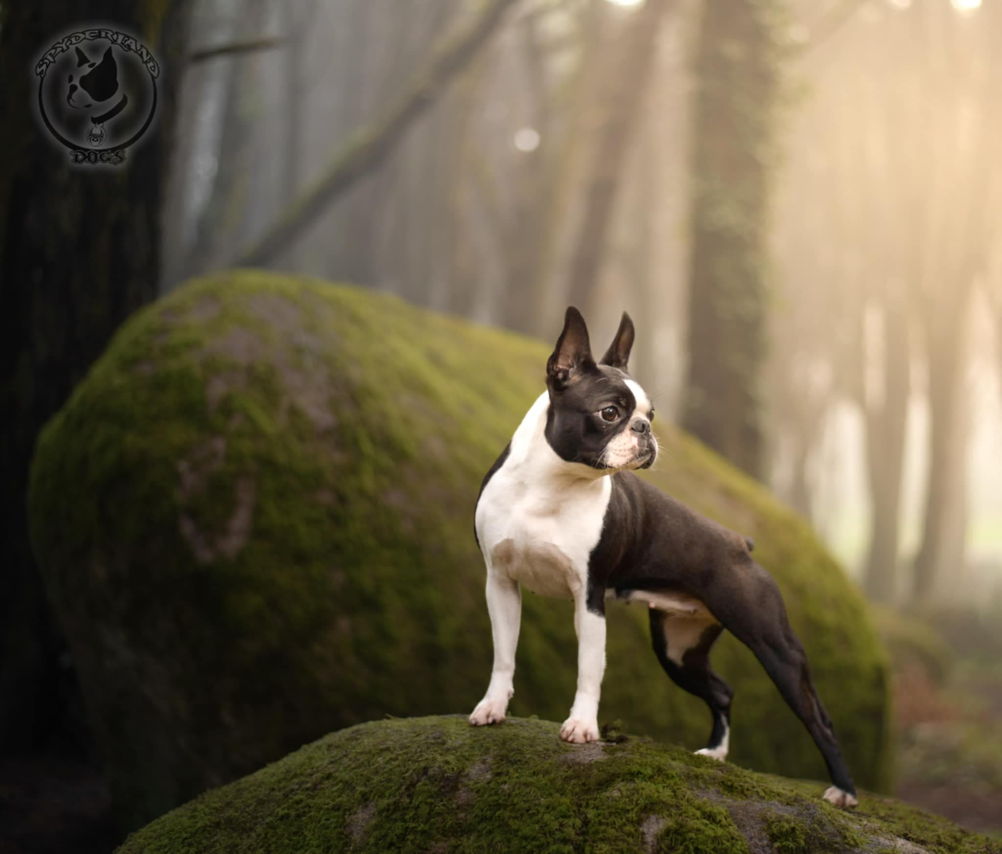 Spyderland Dogs galeria