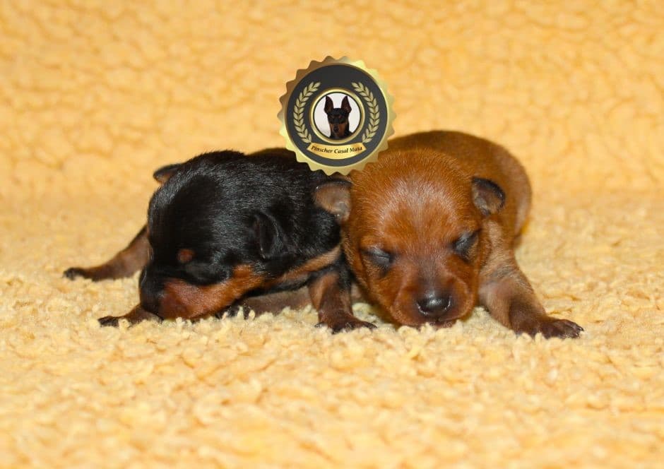 Fotografia de Pinscher Casal Maia