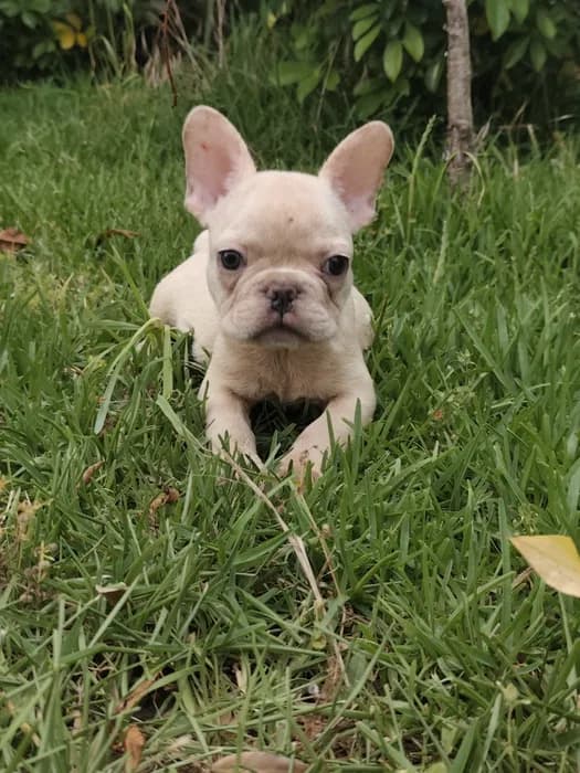 Cachorro Macho, 2