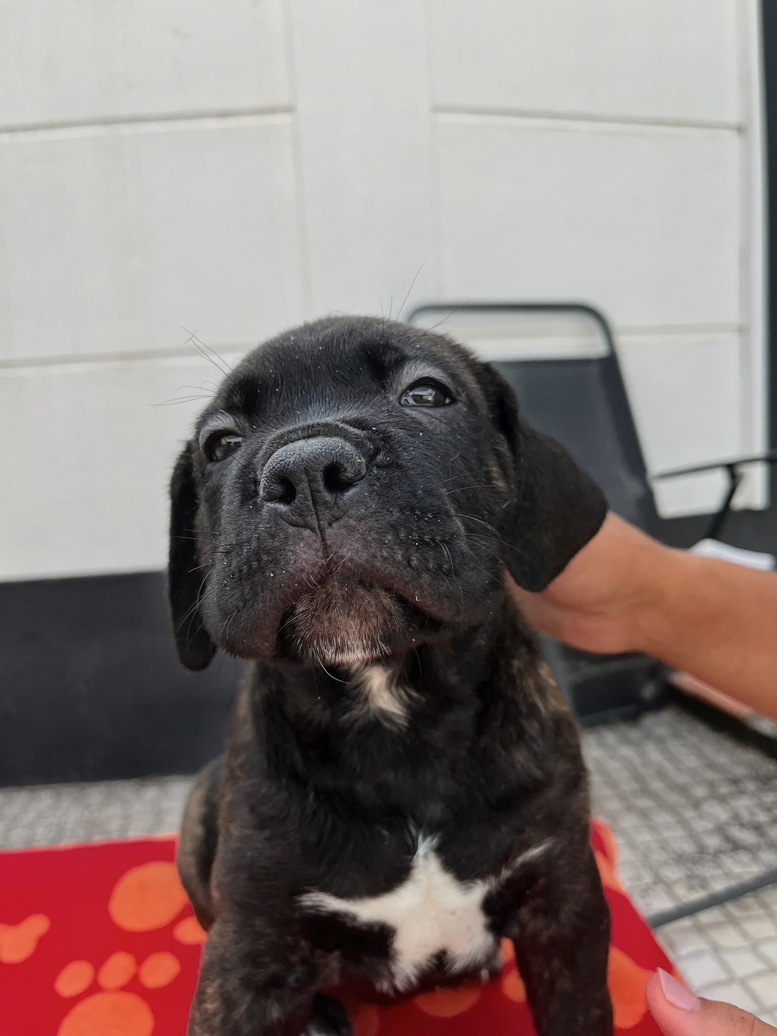 Fotografia de Tigrada 1