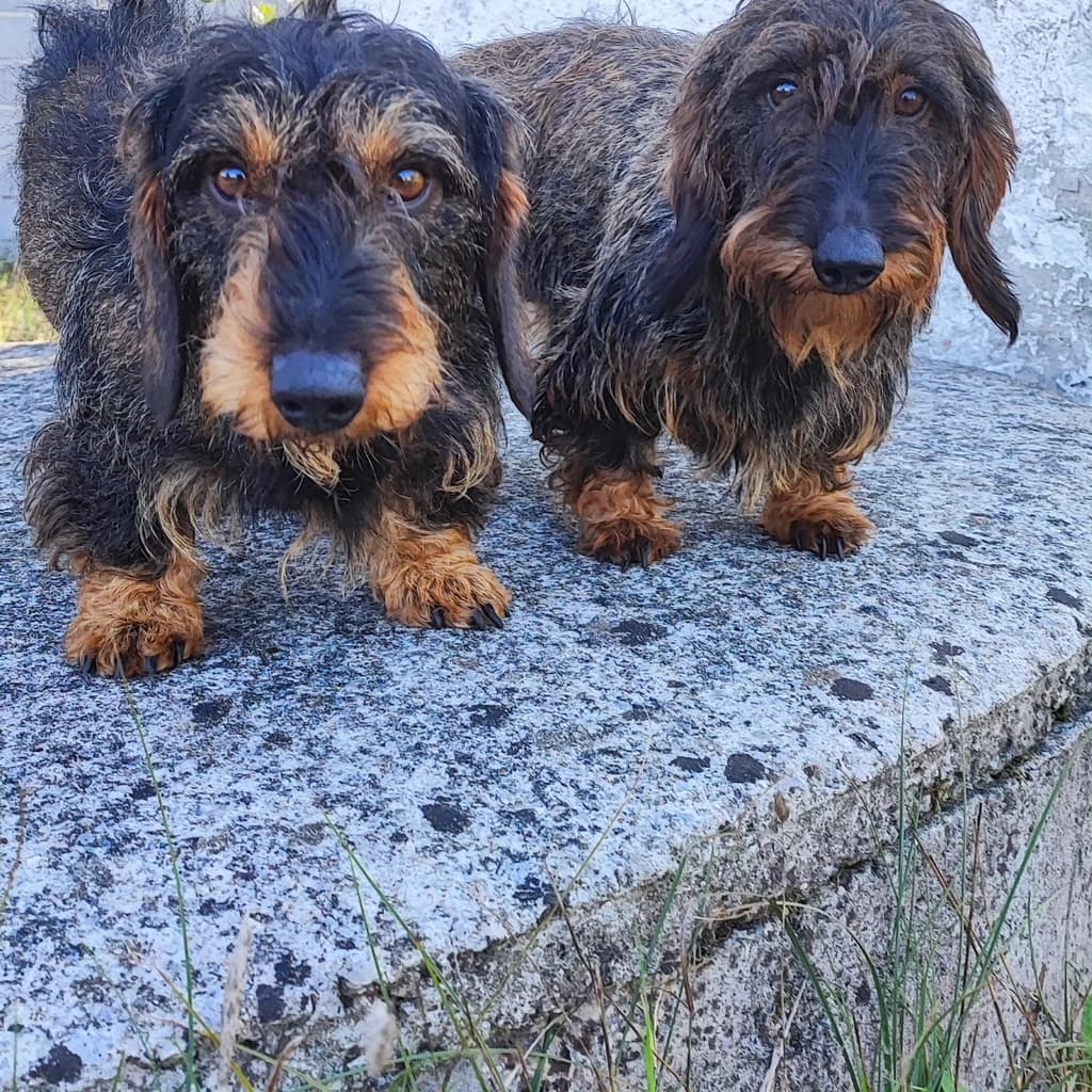 Image for Quinta do Galêgo