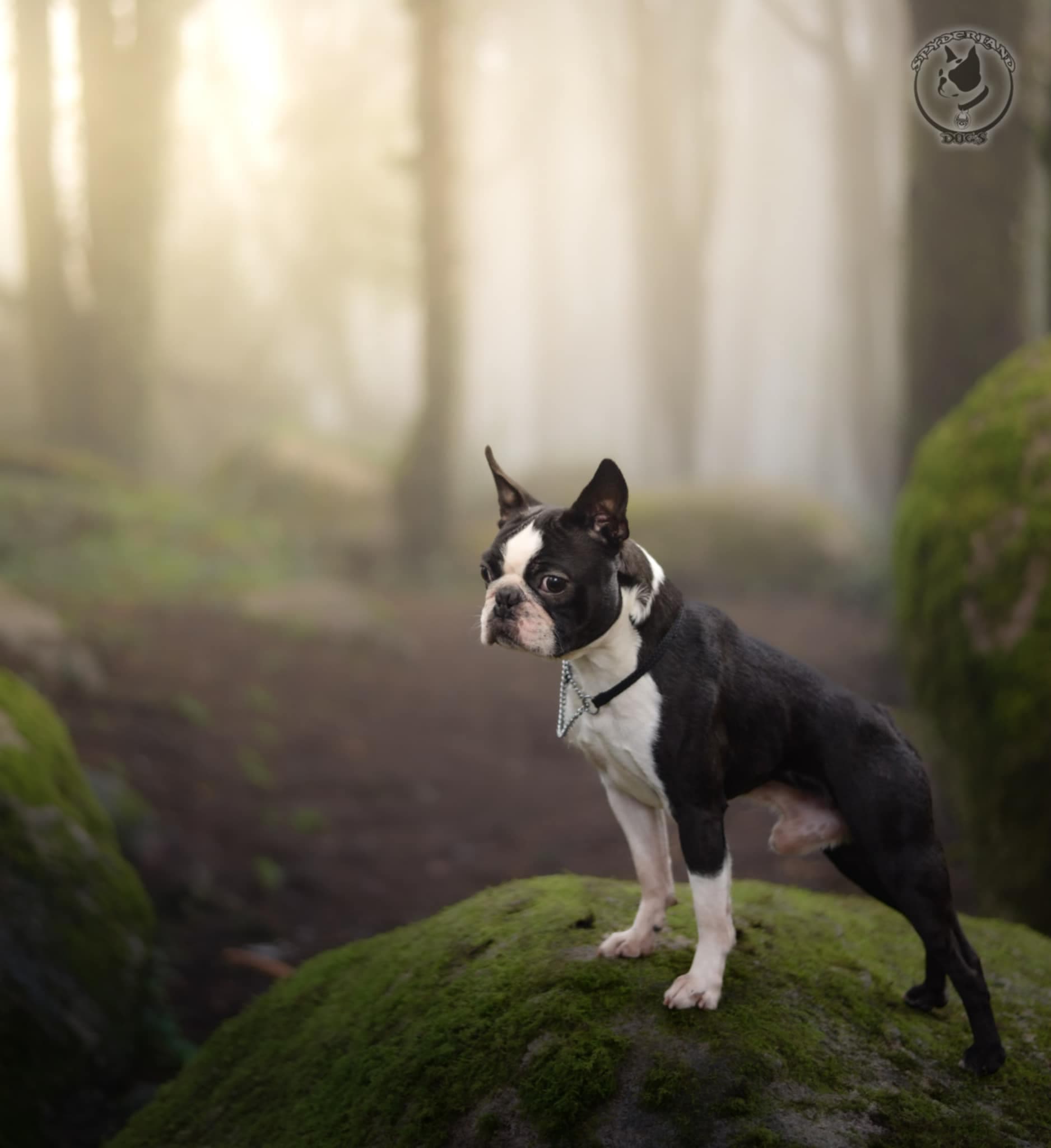 Progenitor 𝗟𝗪𝟮𝟰 Boston Abbey Volf