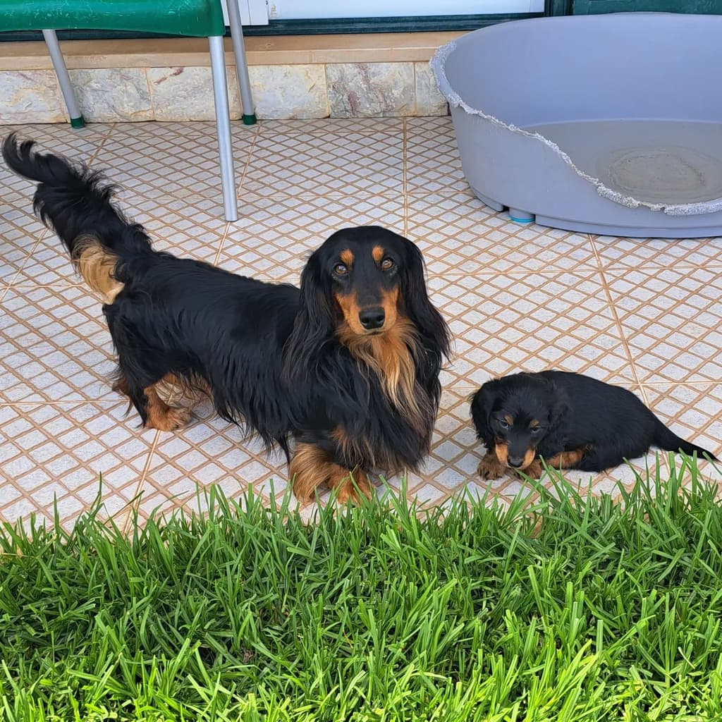 Teckel do Oeste galeria