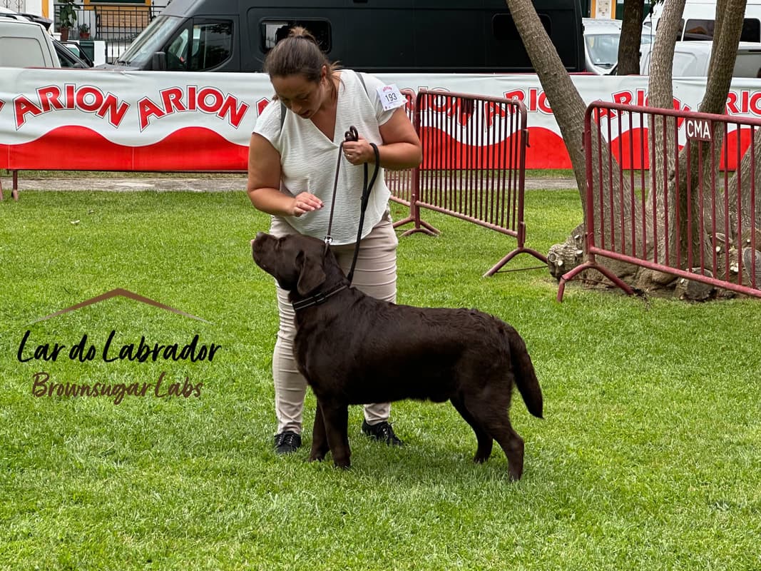 Lar do Labrador galeria