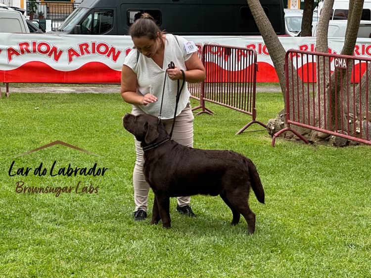 Image for Lar do Labrador