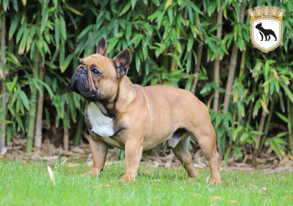 Progenitor Dream Come True