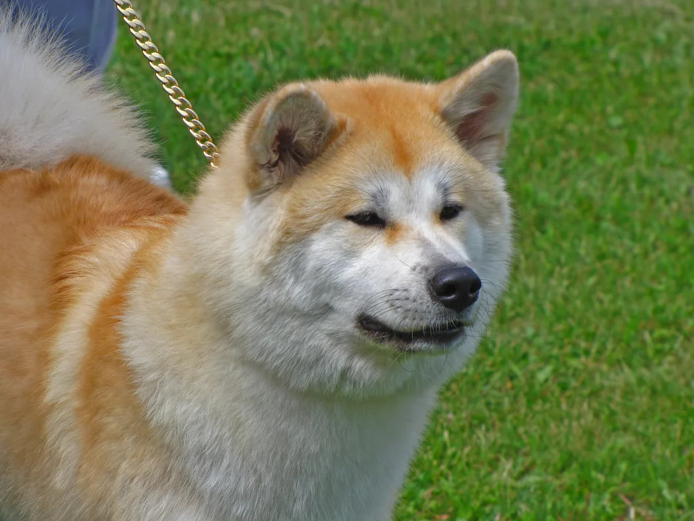Raça Akita Inu