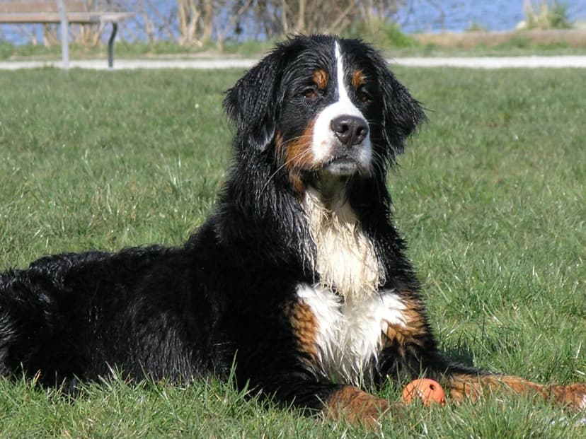 Bouvier Bernois
