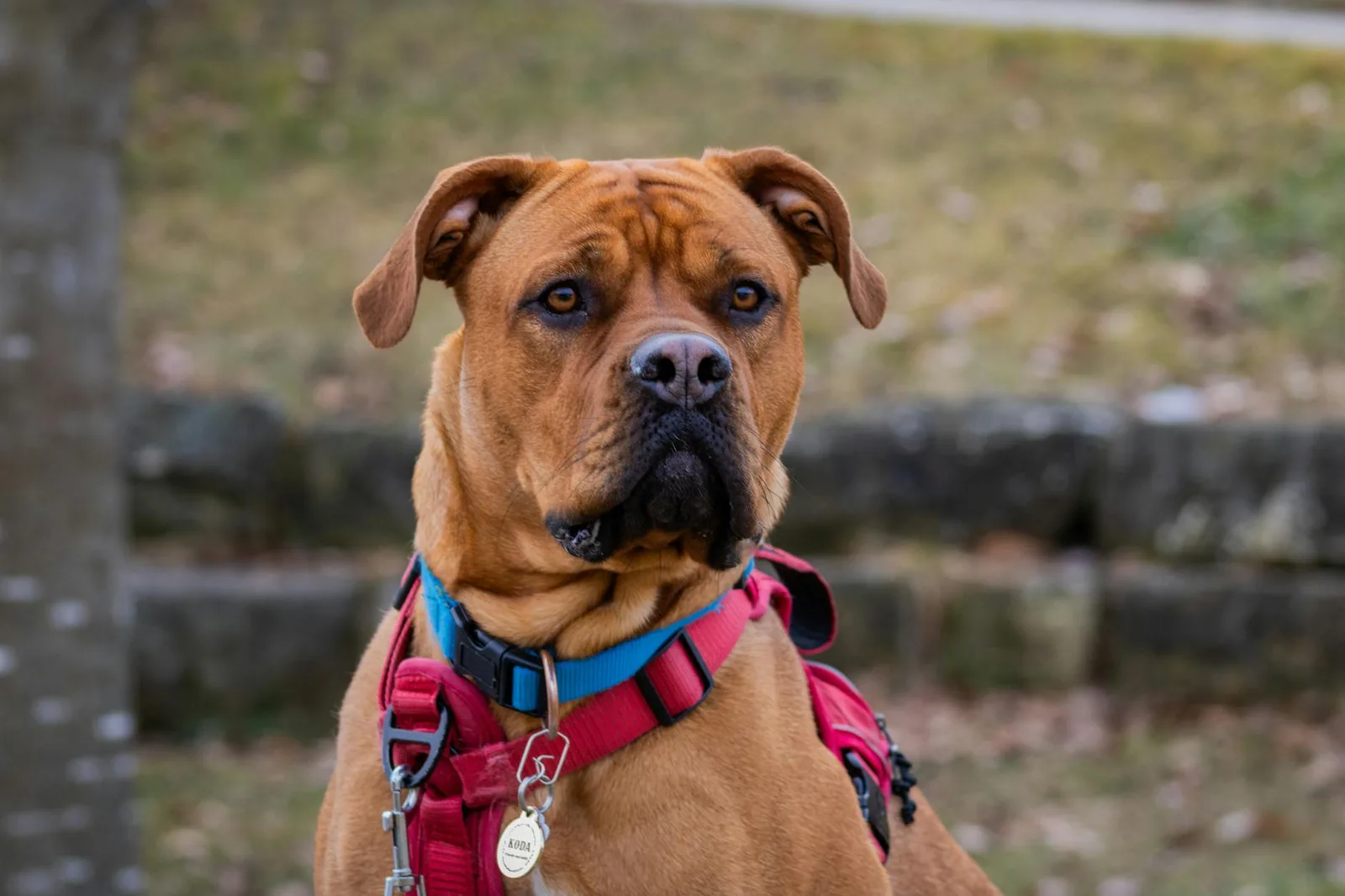 Filhotes de Boxer