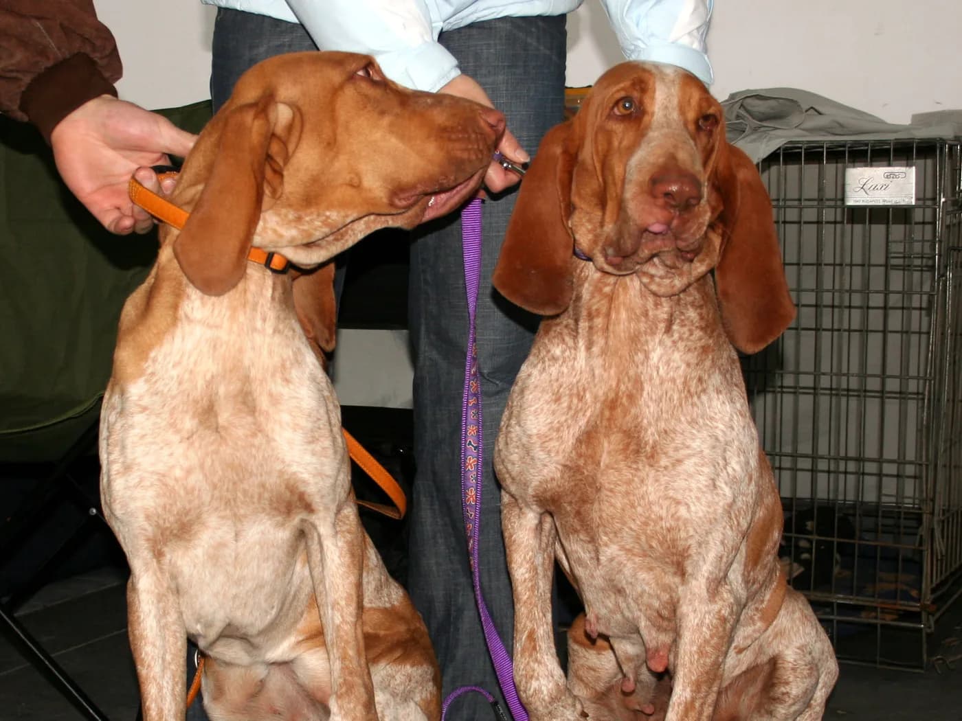 Raça Braco Italiano