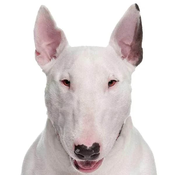 Bull Terrier