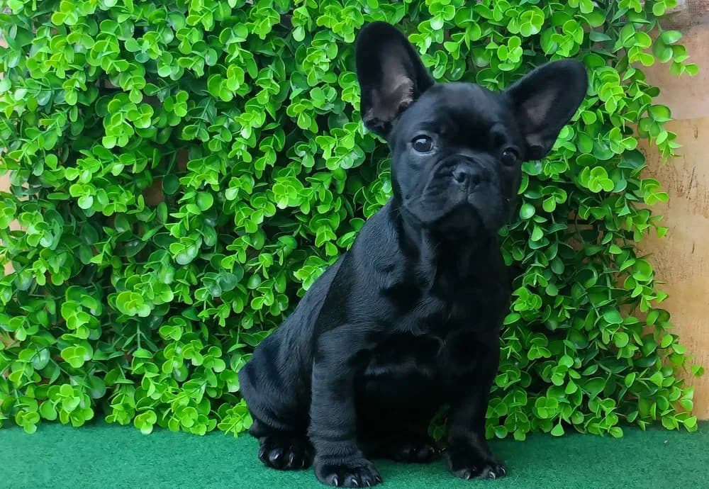 Filhotes de Bulldog Francês