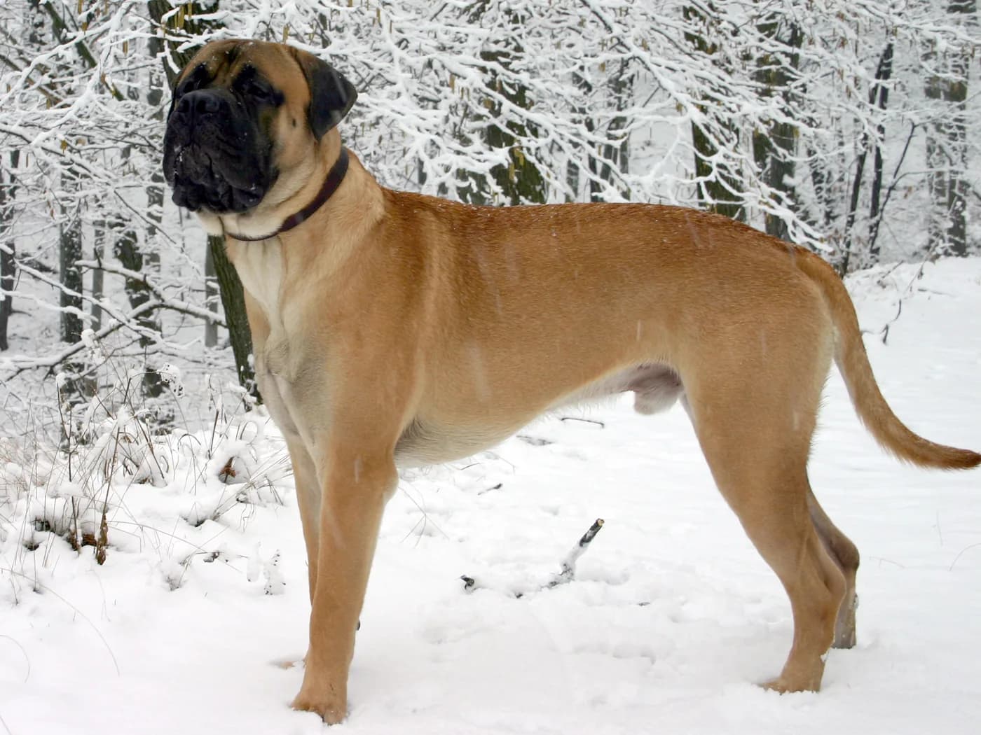 Raça Bullmastiff