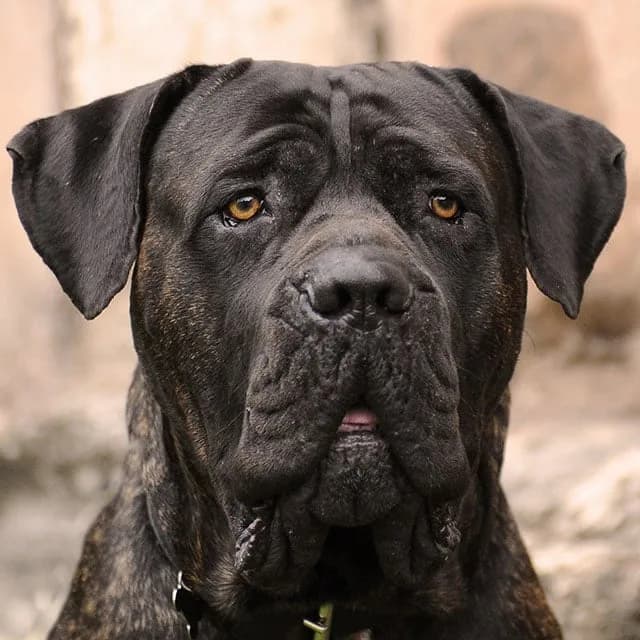 Cane Corso Italiano