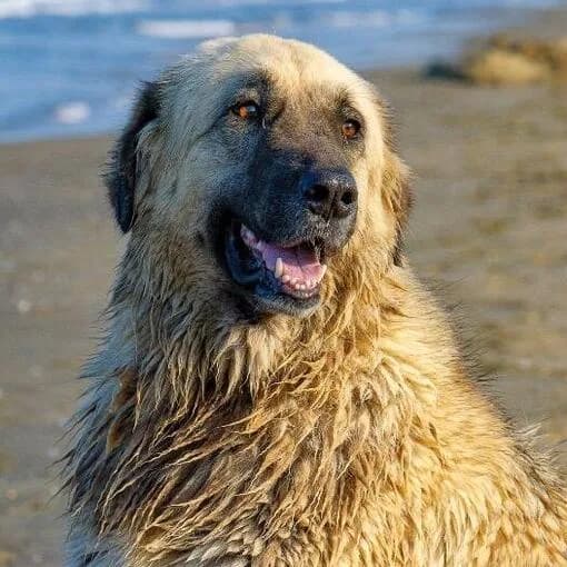 Cão da Serra da Estrela