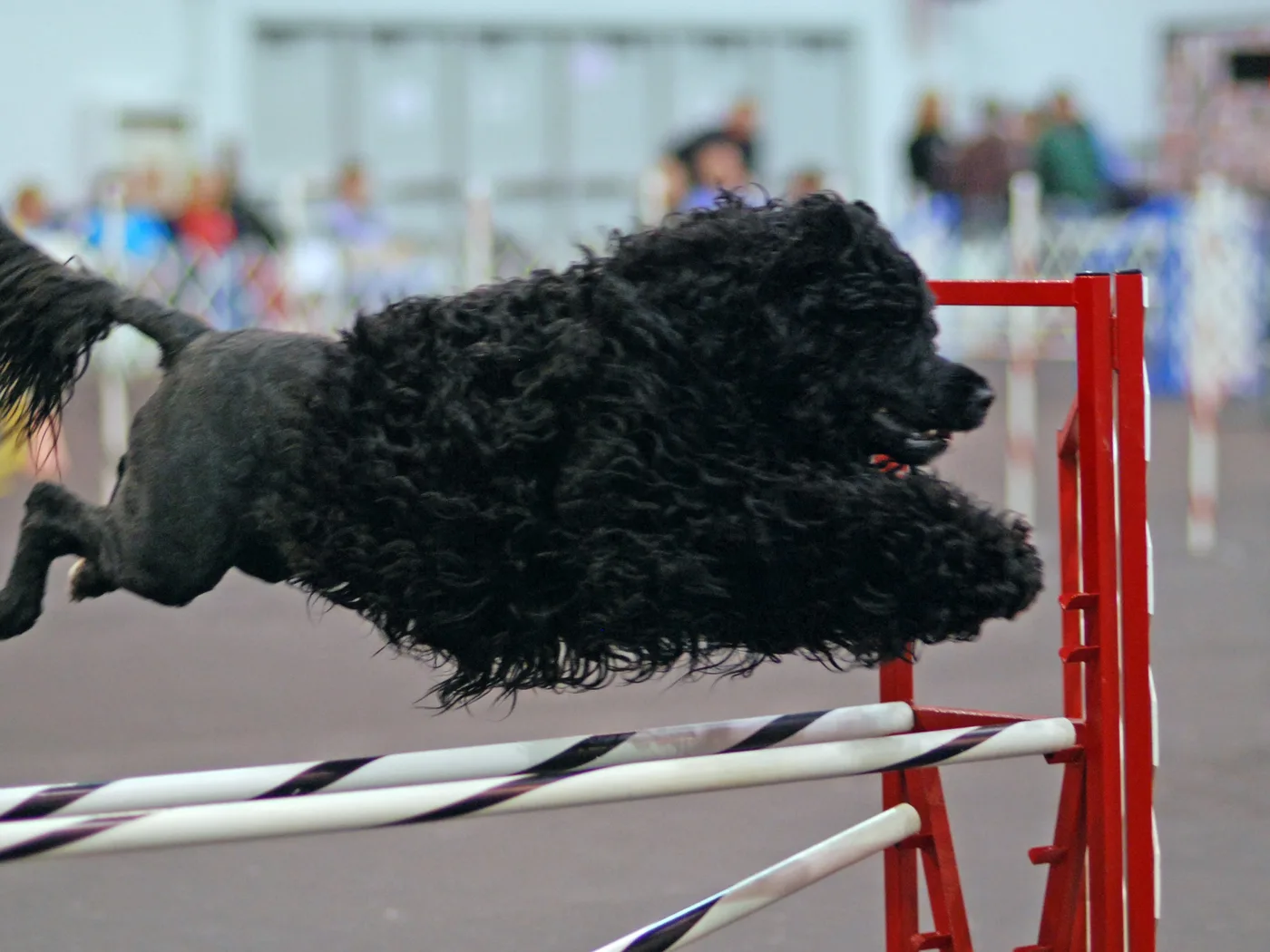 Cão de Água Português