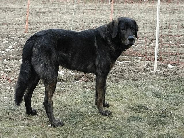 Cão de Castro Laboreiro