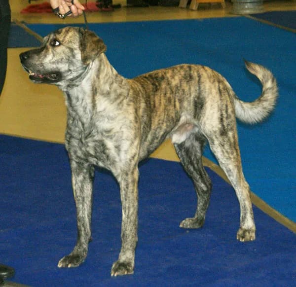 Cão de Fila de São Miguel