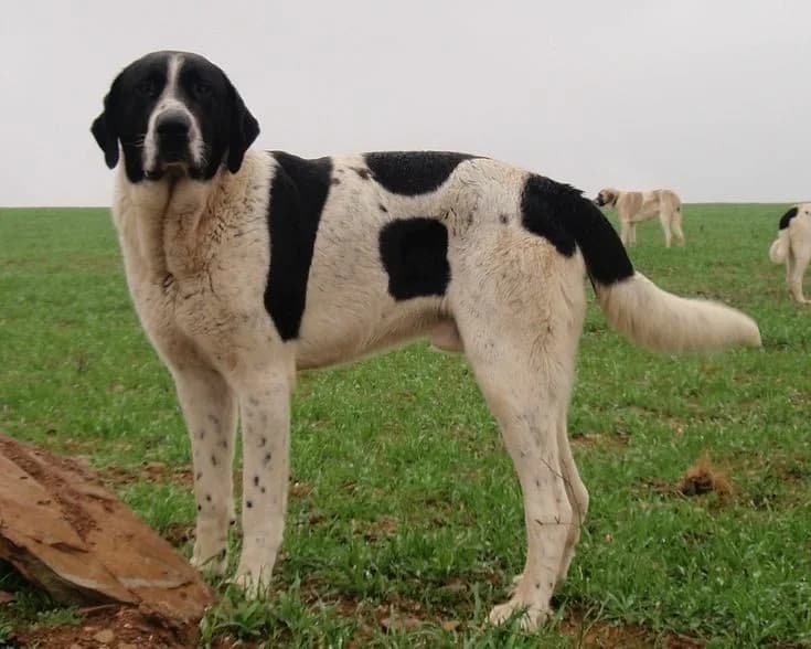 Cão de Gado Transmontano