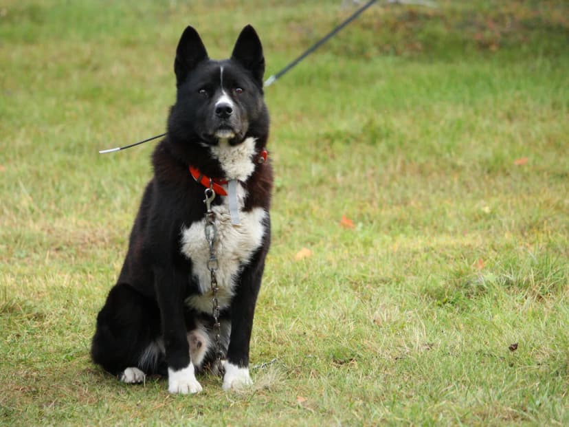 Cão de Ursos da Carélia
