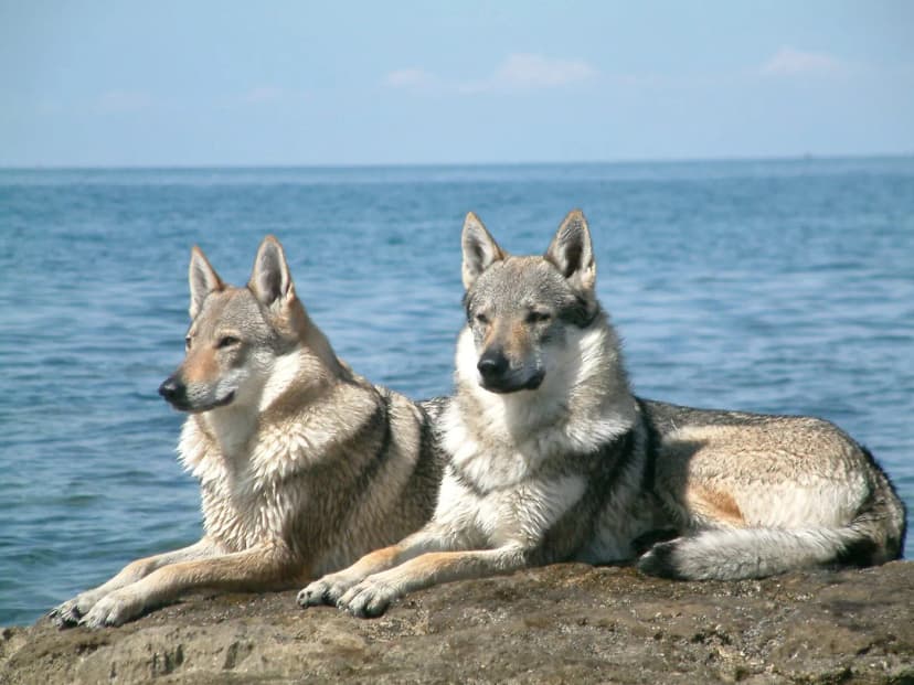 Cão-Lobo Checoslovaco