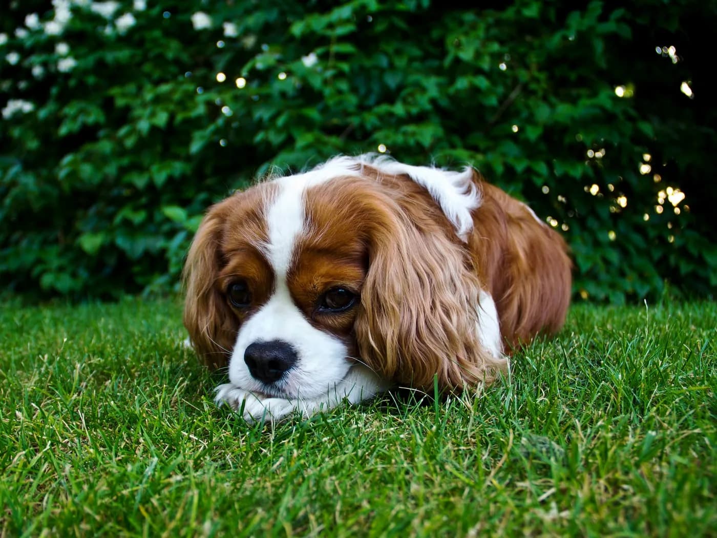Cavalier King Charles Spaniel
