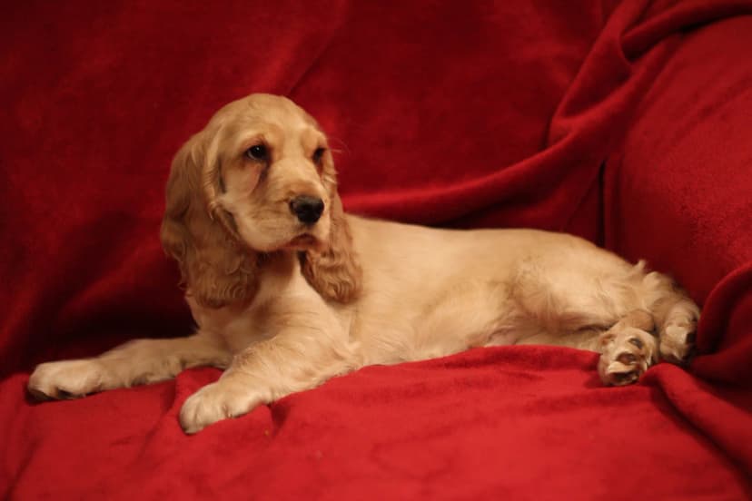 Cocker Spaniel Inglês