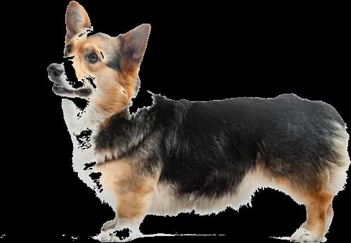 Welsh Corgi Cardigan