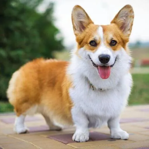 Welsh Corgi Pembroke