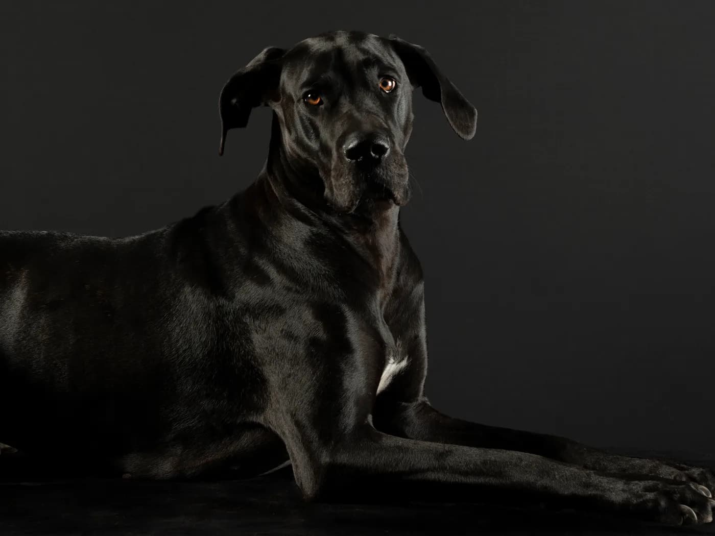 Raça Dogue Alemão